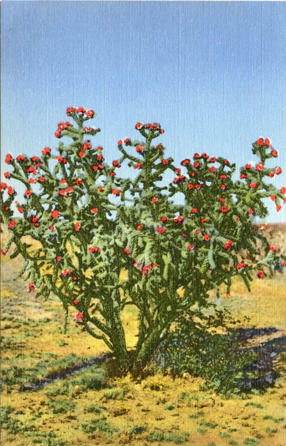 Cholla Cactus-Carey's Emporium