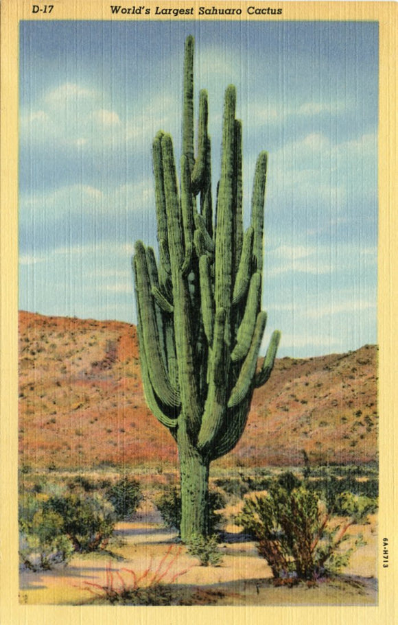 World's Largest Sahuaro Cactus-Carey's Emporium