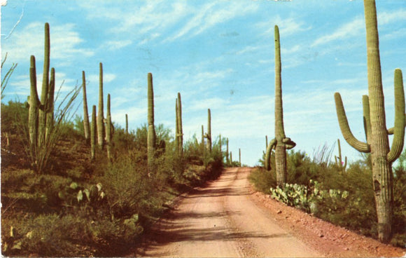 Sahuaro Trees in the Southwest-Carey's Emporium