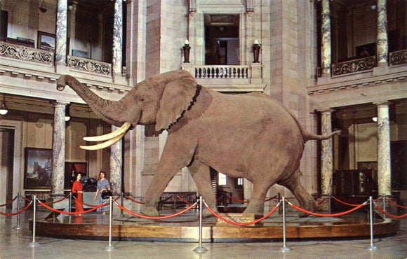 African Bush Elephant, Smithsonian Museum of Natural History, Smithsonian Institution, Washington, DC-Carey's Emporium