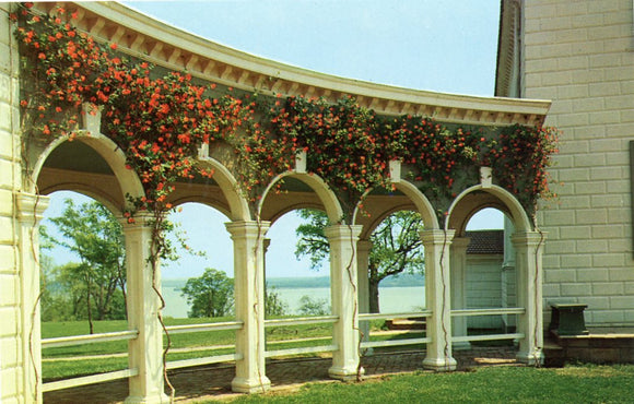 Restoration Re-Planting of Coral Honeysuckle, Lonicera Sempervirens, on Colonnades of Mount Vernon Mansion, VA-Carey's Emporium