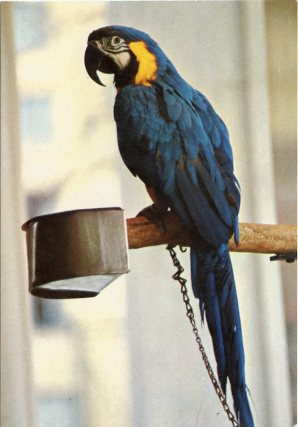 Hello! Squawks Henry, a Live Display, at National Georgraphic Society Headquarters, Washington, DC-Carey's Emporium