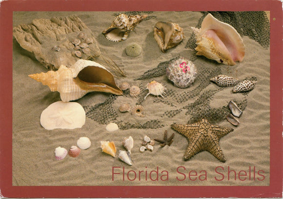 Florida Sea Shells-Carey's Emporium