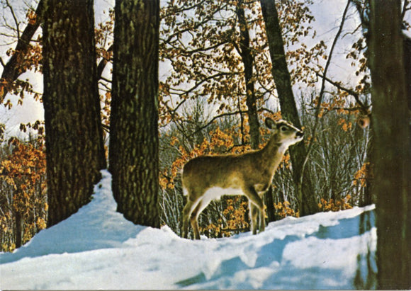 Winter in Wisconsin-Carey's Emporium