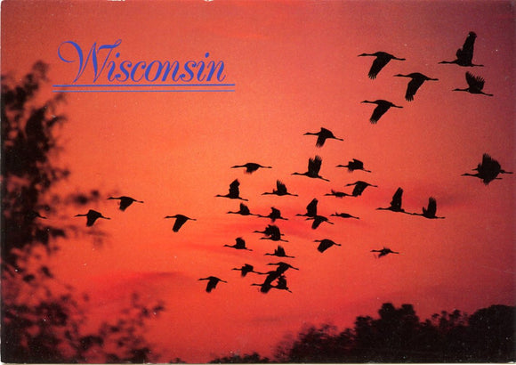 Sandhill Cranes at Sunset, Wisconsin-Carey's Emporium