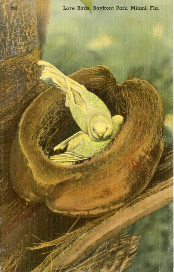 Love Birds at Bayfront Park, Miami, FL-Carey's Emporium