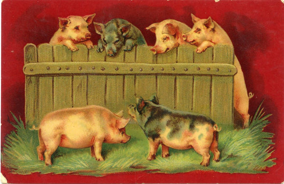 Pigs-Carey's Emporium