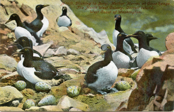 Sticking to Duty, Mother Murres at Close Range, the North West Colony, Carroll Island, West Coast of Washington-Carey's Emporium