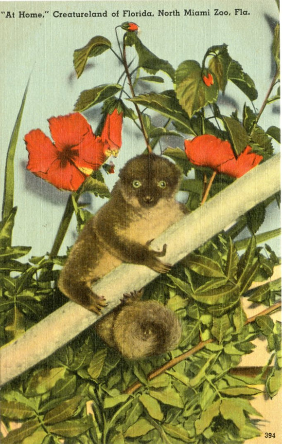 At Home, Creatureland of Florida, North Miami Zoo, FL-Carey's Emporium
