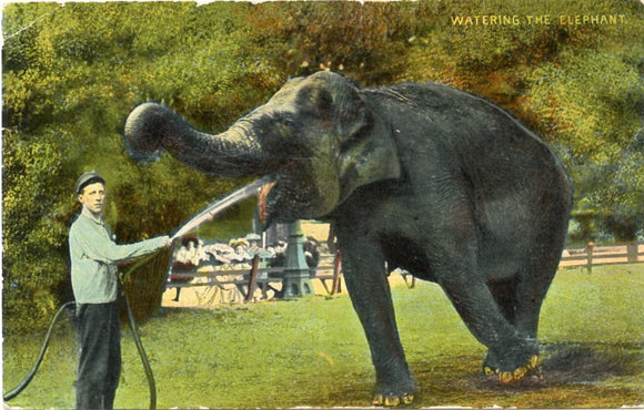 Watering the Elephant, Lake Forest, IL-Carey's Emporium