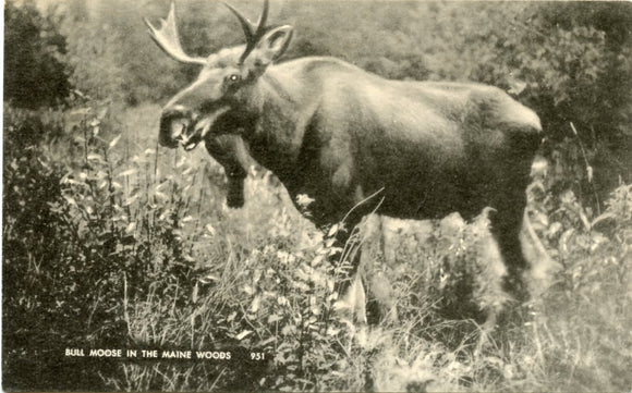 Bull Moose in the Maine Woods-Carey's Emporium