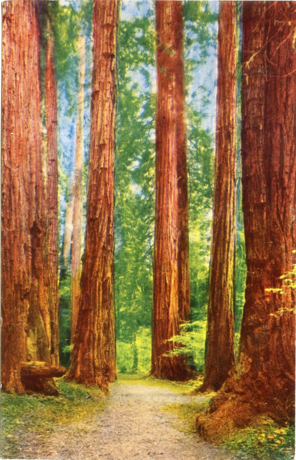 Muir Woods National Monument, Mill Valley, CA-Carey's Emporium