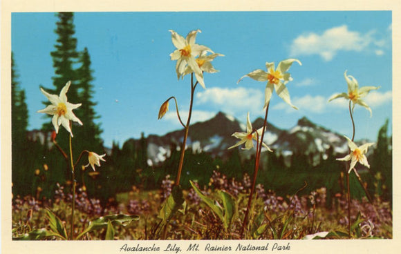 Avalanche Lily, Mt. Rainier National Park, Washington State-Carey's Emporium