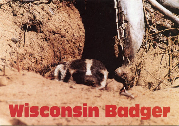 Wisconsin Badger-Carey's Emporium