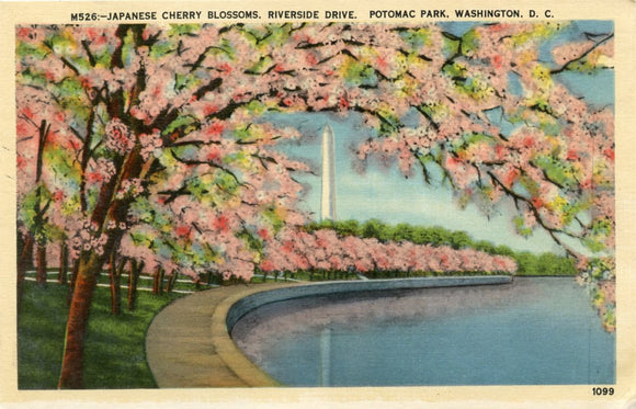 Japanese Cherry Blossoms, Riverside Drive, Potomac Park, Washington, DC-Carey's Emporium