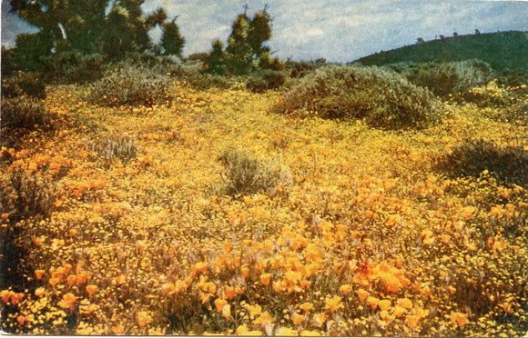 California Poppies-Carey's Emporium