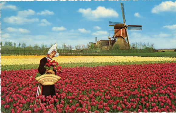 Land of Flowers and Wind-Mills, Holland-Carey's Emporium