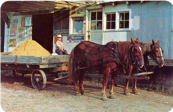 Amish Horses and Wagon, Northern Indiana-Carey's Emporium