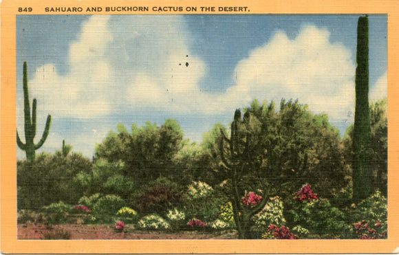 Sahuaro and Buckhorn Cactus on the Desert-Carey's Emporium