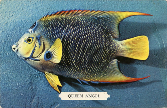 Queen Angel-Carey's Emporium