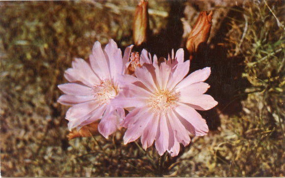 The Bittersweet, Habitat: Northwestern States, Floral Emblem of the State of Montana-Carey's Emporium