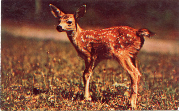 A Little Deer Sends Greetings from Michigan Woodlands-Carey's Emporium