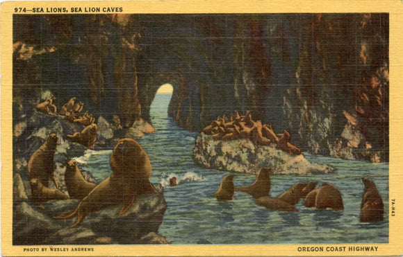 Sea Lions, Sea Lion Caves, Oregon Coast Highway-Carey's Emporium