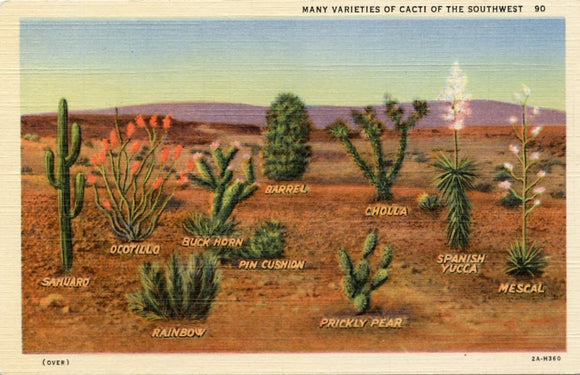 Many Varieties of Cacti of the Southwest-Carey's Emporium