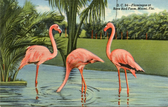 Flamingos at Rare Bird Farm, Miami, FL-Carey's Emporium