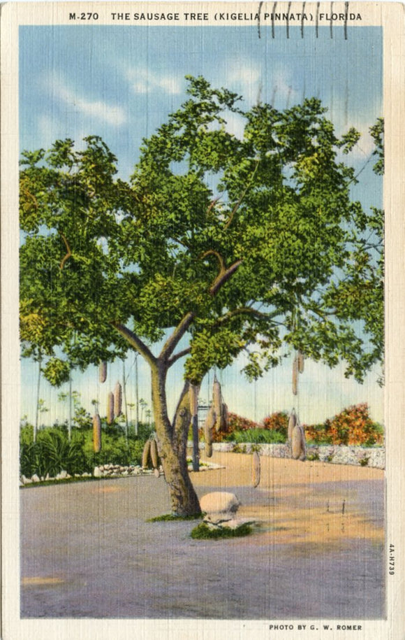 The Sausage Tree (Kigelia Pinnata), FL-Carey's Emporium