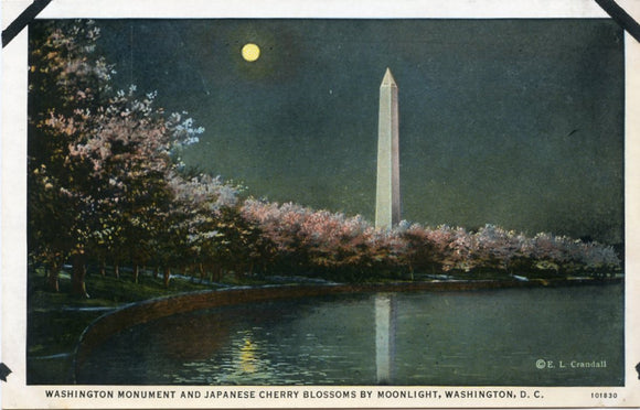 Washington Monument and Japanese Cherry Blossoms by Moonlight, Washington, DC-Carey's Emporium
