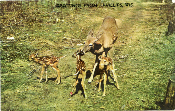 Greetings from Phillips, WI-Carey's Emporium