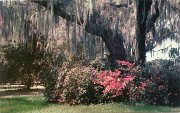 Romantic Spanish Moss and Colorful Azaleas are Combined in this Scene of Gorgeous Beauty, in Winter Park, FL-Carey's Emporium