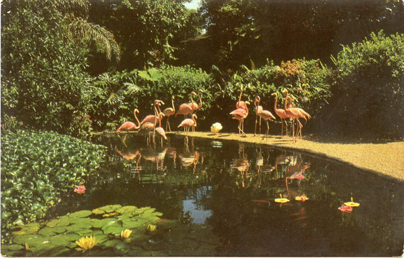 Beautiful Flamingos at Sunken Gardens, St. Petersburg, FL-Carey's Emporium