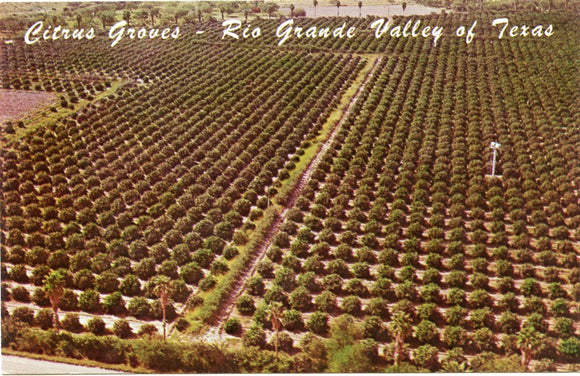 Citrus Groves, Rio Grande Valley of Texas-Carey's Emporium