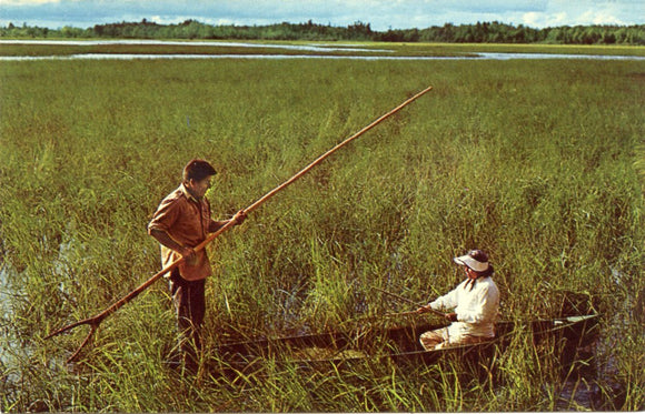 Wild Rice Harvesting, in Northern Wisconsin-Carey's Emporium