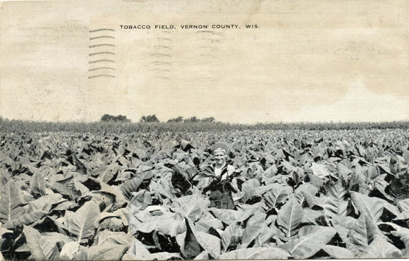 Tobacco Field, Viroqua, Vernon County, WI-Carey's Emporium