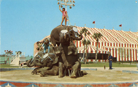 Has He Gained Weight? Ringling Bros. and Barnum and Bailey Circus World-Carey's Emporium