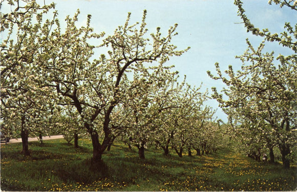 Apple Blossom Time, Gays Mills, WI-Carey's Emporium