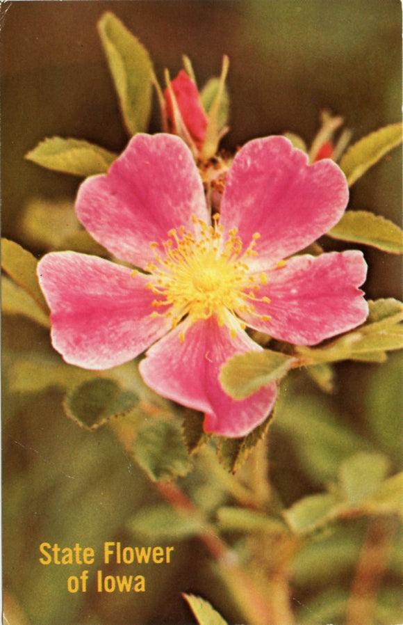 The Wild Rose of Iowa, State Flower of Iowa-Carey's Emporium