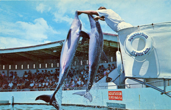 Leaping Porpoise Delight the Audience, Aquatarium, St. Petersburg Beach, FL-Carey's Emporium