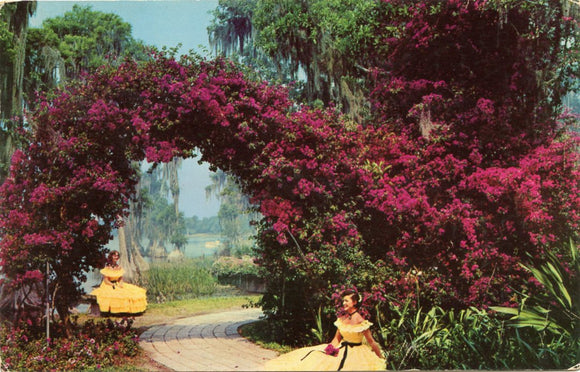 Arbor of Purple Bougainvillea, at Florida's Cypress Gardens, FL-Carey's Emporium