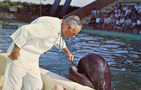 Doctor Brushes Teeth of Trained Whale, Marineland of FL-Carey's Emporium