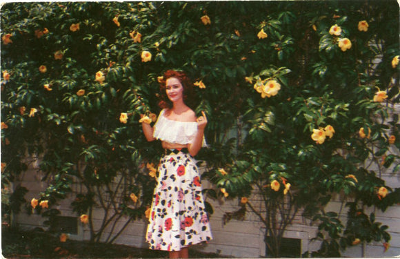 Yellow Allamanda, Growing in Flamingo Groves Botanic Garden, Fort Lauderdale, FL-Carey's Emporium