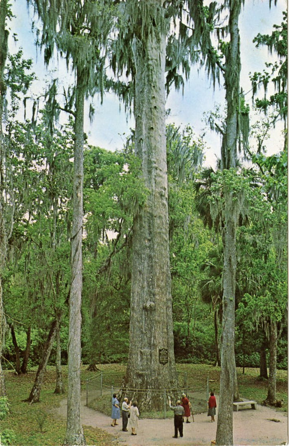 The Big Cypress Tree Located on U. S. Highways 17 and 92 Midway Between Orlando and Sanford, FL-Carey's Emporium