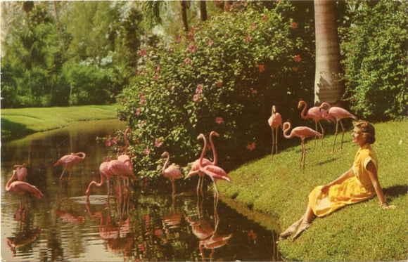 Flamingos at Sarasota Jungle Gardens, Sarasota, FL-Carey's Emporium