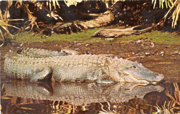 Alligators Roam Wild Along Florida's Streams and Rivers, Adding to the Enjoyment of Florida's Tropical Wonderland-Carey's Emporium