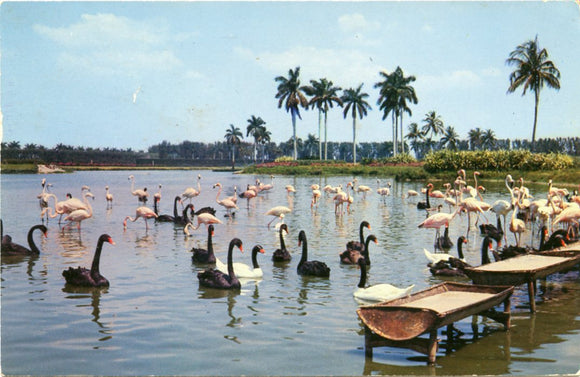 Tropical Birds in Hialeah, near Miami, FL-Carey's Emporium