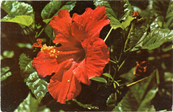 Hibiscus-Carey's Emporium