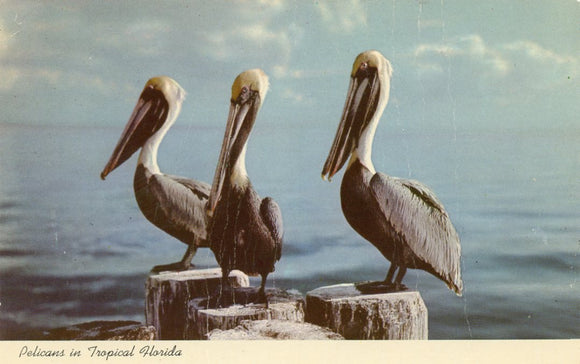 Pelicans in Tropical Florida-Carey's Emporium